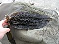 Five-ribbed kelp (Costaria costata)
