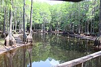 Cypress habitat from elevated walkway - Tallahassee Museum