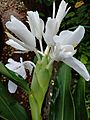 Hedychium coronarium white ginger lily vijayanrajapuram