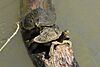 Ouachita map turtle (Graptemys ouachitensis) in situ, Fannin County, Texas