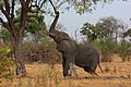 African elephant (Loxodonta africana) reaching up 3