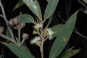 Eucalyptus stricta fruit