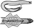 NIE 1905 Hagfish - Myxine glutinosa