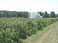 Irrigated blueberries4046