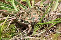 Spotted-Marsh-Frog