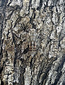 Cicada camouflaged on an olive tree