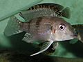 Gnathochromis premaxillaris