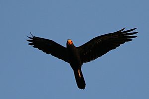 Black caracara (Daptrius ater) in flight
