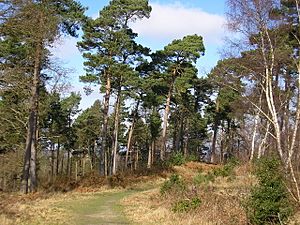 Pine trees, Caesar's Camp - geograph.org.uk - 1181921