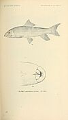 The fishes of North and Middle America (Pl. XXXVIII) (7983313972).jpg