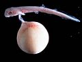 Scyliorhinus retifer embryo