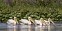 White pelicans (Pelecanus onocrotalus) Danube delta.jpg