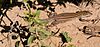 Desert grassland whiptail (Aspidoscelis uniparens), Grant County, New Mexico