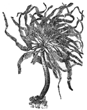Alger, Postelsia palmæformis, Nordisk familjebok