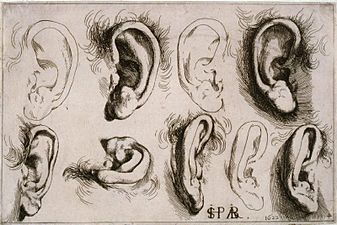 Ribera - Studies of Ears, 1986.82