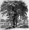 AmCyc Elm - American Elm (tree)