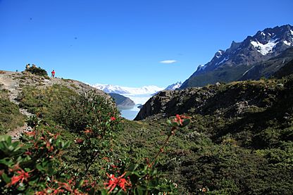 Firebush (Embothrium coccineum) near Grey Glacier (5501081687)