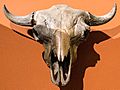 Skull of the Bison occidentalis.jpg