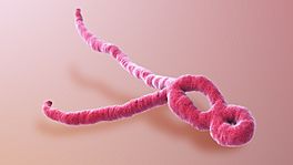 SAG Ebola