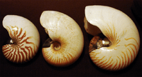 Nautilus species shells