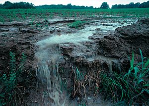 Runoff of soil & fertilizer