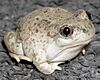 A plump toad with light-colored pigmentation