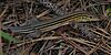 Prairie racerunner (Aspidoscelis sexlineata) in situ, Hardin County, Texas