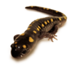 A black salamander with yellow spots along its back