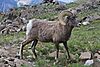New Mexico Bighorn Sheep.JPG