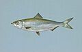 Skipjack herring fish alosa chrysochloris.jpg