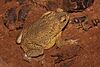 Brown toad with rough skin