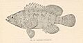FMIB 38084 Alphestes chloropterus (Cuvier & Valenciennes) 'Cherna'; Guaseta.jpeg