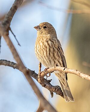 Female house finch in Central Park (11033)