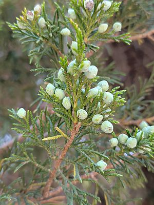 Juniperus Standleyi's fruits