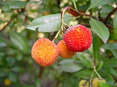 Arbutus sp. fruit