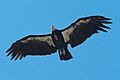 California Condor Pinnacles NM 2.jpg