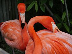 Flamingos At Nashville Zoo (217376097)