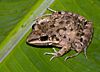 A light brown patterned frog