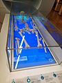 Richard III replica skeleton