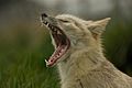 Yawning corsac fox