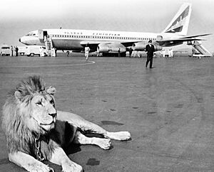 Ethiopian Airlines Lion