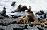 A group of sea lions including male, female and young animals on a sandy beach.