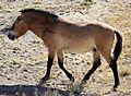 Equus przewalskii Shinjang.jpg