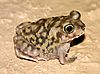 A brown patterned frog sits on a sandy surface