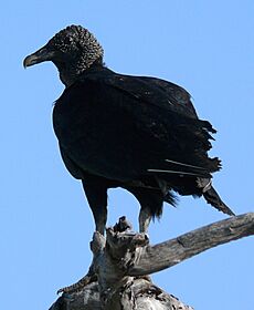 Black Vulture-27527