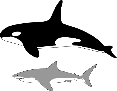 Comparison of size of orca and great white shark
