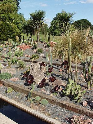Cactus outside in Kew Gardens - geograph.org.uk - 226856