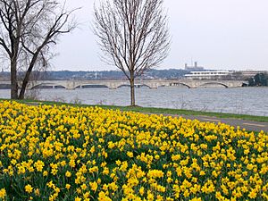 Daffodils in Lady Bird Johnson Memorial Park - 2011