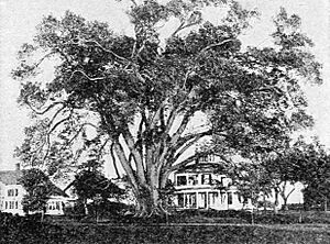 Elm Tree in Wethersfield, Connecticut (1917)