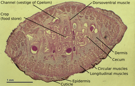 Leech anatomy in cross-section